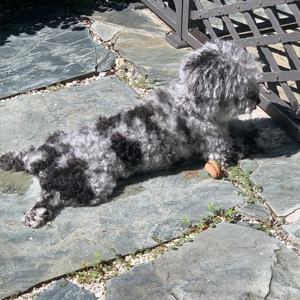 Meet your Posher, Chris